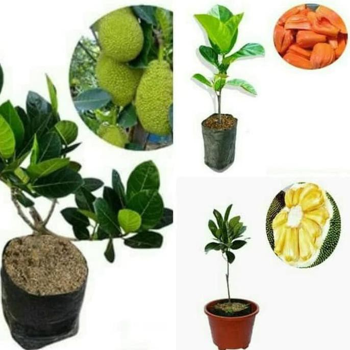 Xna Jual Paket 3 Bibit Tanaman Buah Nangka Mini, Nangka Merah Dan Nangka