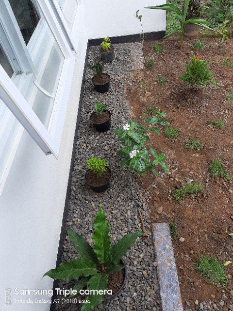 Tanaman Hias Palem Sikas-bibit Tanaman Sikas