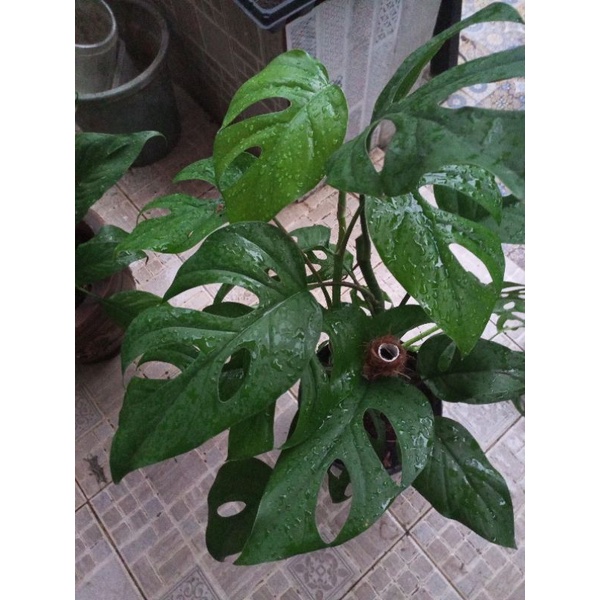 Philodendron pertusa