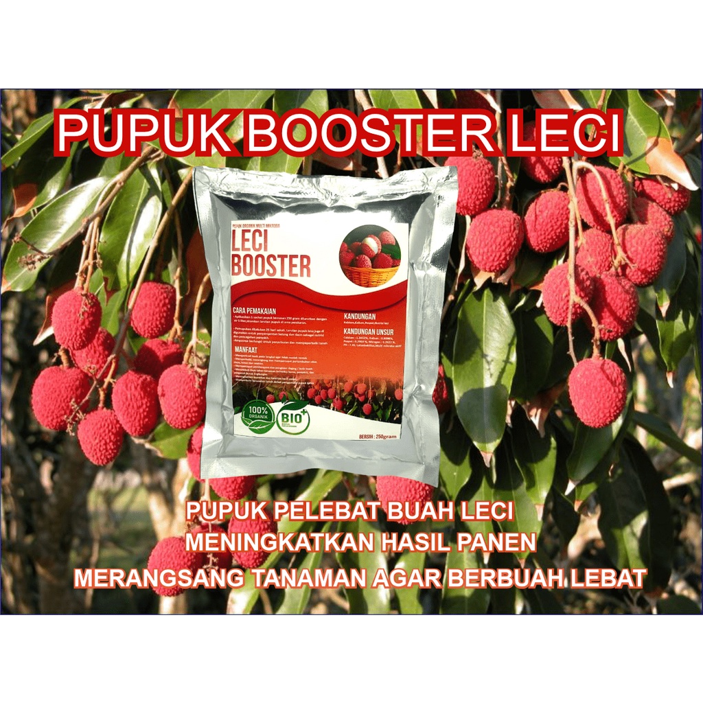 pupuk buah leci pupuk booster leci pupuk leci booster pupuk leci pupuk buah leci pupuk pelenbat buah