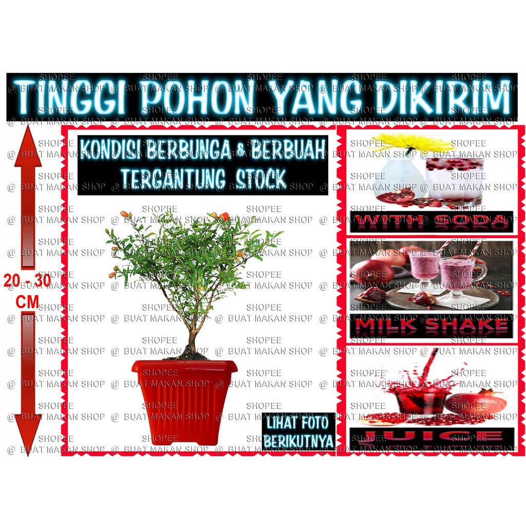 

POMEGRANADE LILIPUT BERBUAH