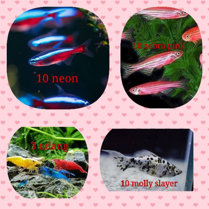 paket ikan hias aquascape air tawar neon tetra 10, zebra pink 10, dalmatian molly 10, udang 3