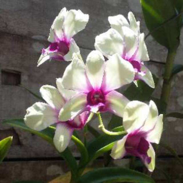bibit Anggrek Dendrobium Anucha Flaire dewasa