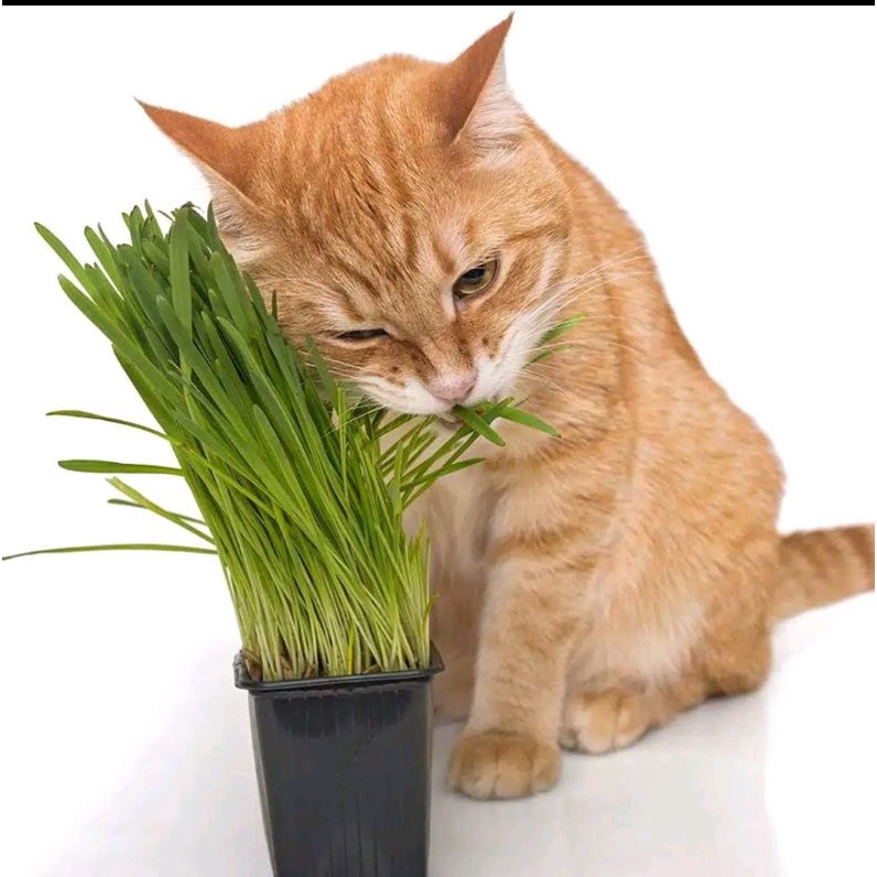 BIBIT RUMPUT KUCING 500 Seeds - Cat Grass Seed Biji Benih Bibit FEFARM