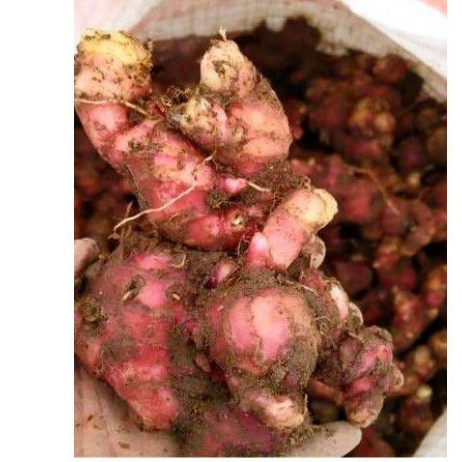 

jahe / jahe merah / gingger