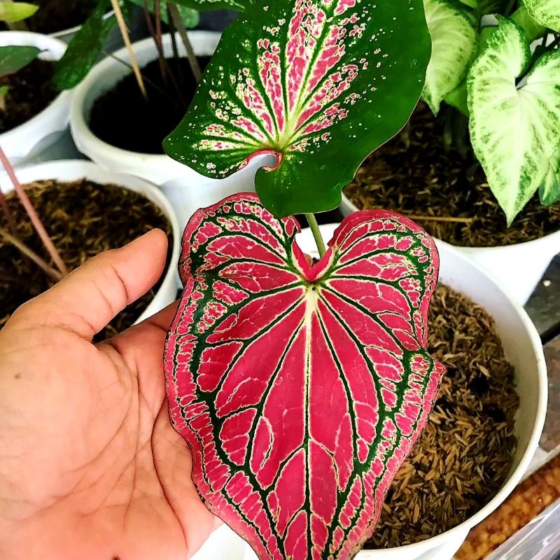 Caladium batik wayang / keladi hias / bunga keladi / tanaman keladi hidup / caladium wayang /tanaman hias keladi / tanaman keladi / tanaman hias keladi murah / bibit keladi hias / keladi hias thailand / caladium thailand/ Bisa COD✅