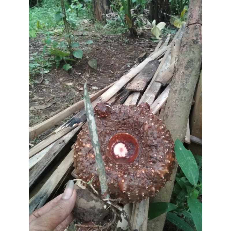 

1 kilo suweg segar dan bibit suweg
