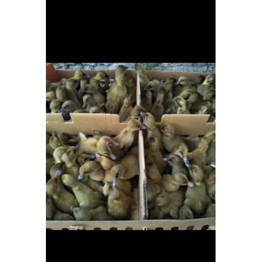 Dod Anak Bebek Lokal - Bibit Bebek Petelur - Anak Bebek Petelur Betina