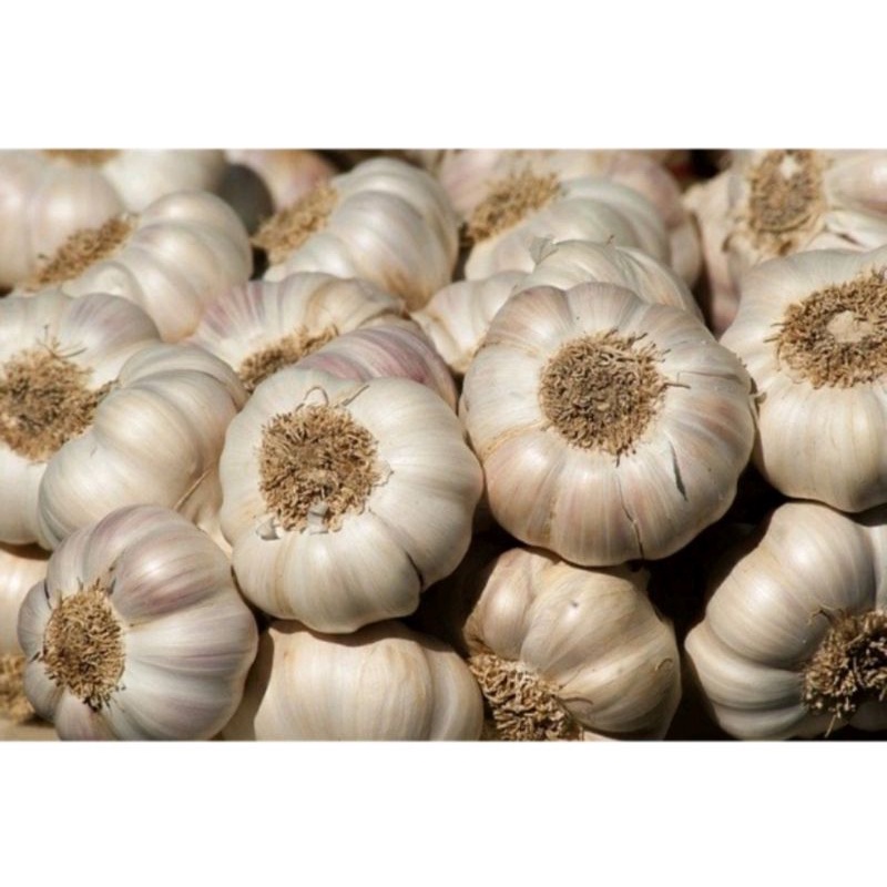 

BAWANG PUTIH 1KG FRESH GARLIC(SUPER QUALITY) DIJAMIN TIDAK ADA YG BUSUK