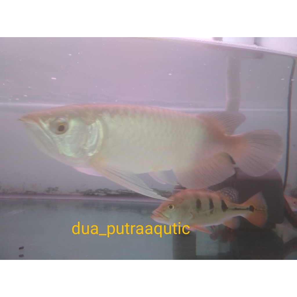 Ikan Arwana Pino Metalik, Serti dan Chip Tanam