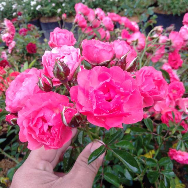 tanaman hias mawar rambat irian