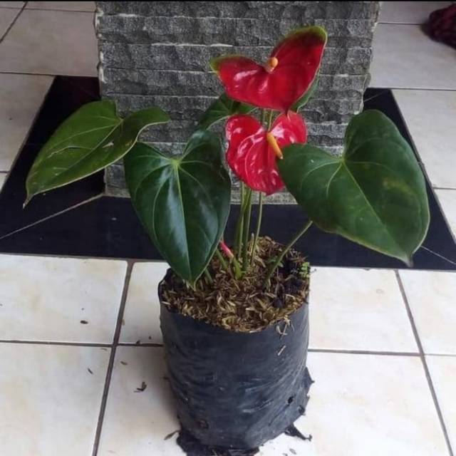 Jual Tanaman Hias Anthurium Mickey Mouse Shopee Indonesia