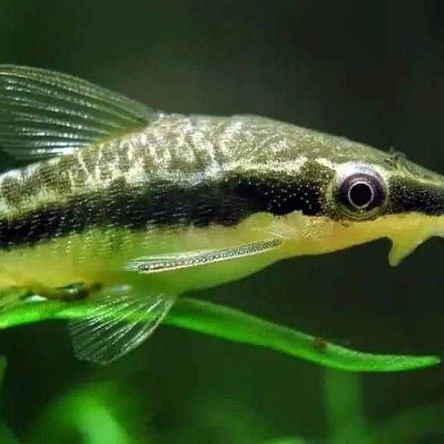  Ikan  Otocinclus Affinis Pembersih  Algae Aquascape Shopee 