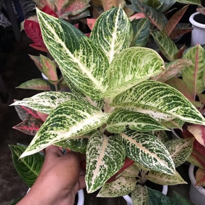 TANAMAN HIA AGLONEMA LEGACY PUTIH AGLAONEMA LEGACY PUTIH