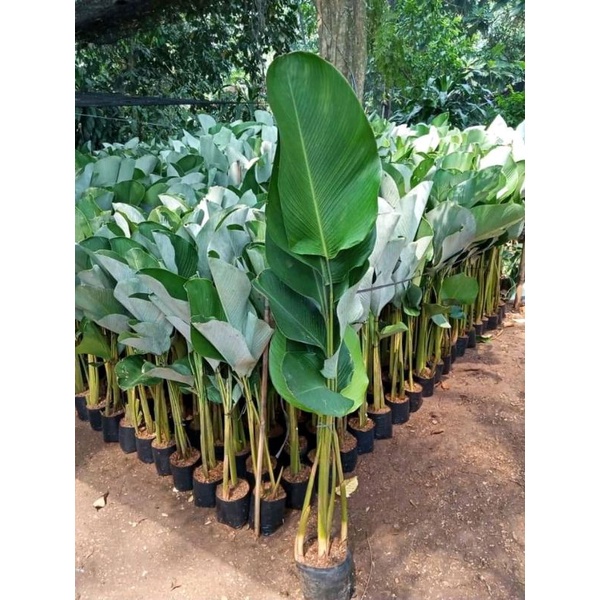 Calathea pisang / Calathea Lutea / pohon Kalatea pisang