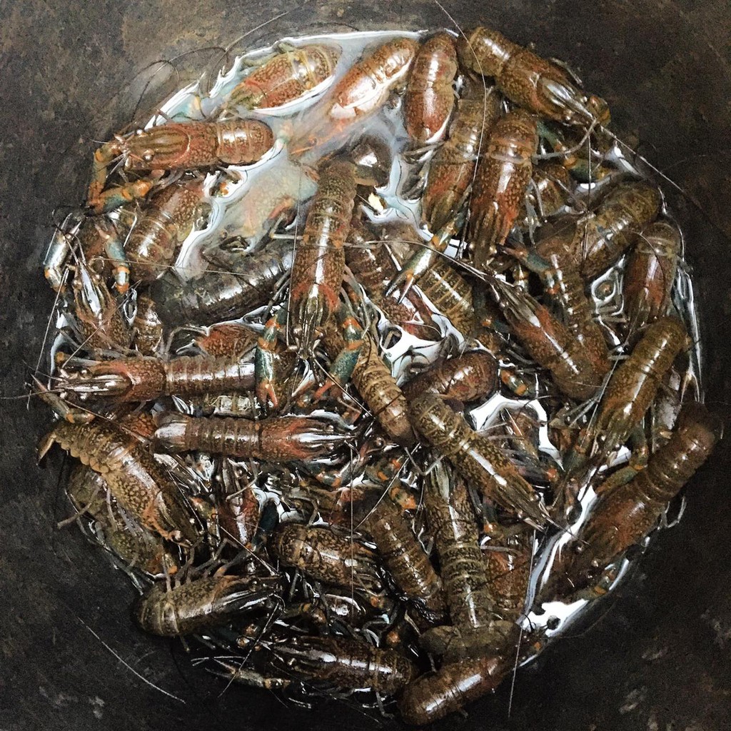 Bibit/Benih Lobster Air Tawar 2"