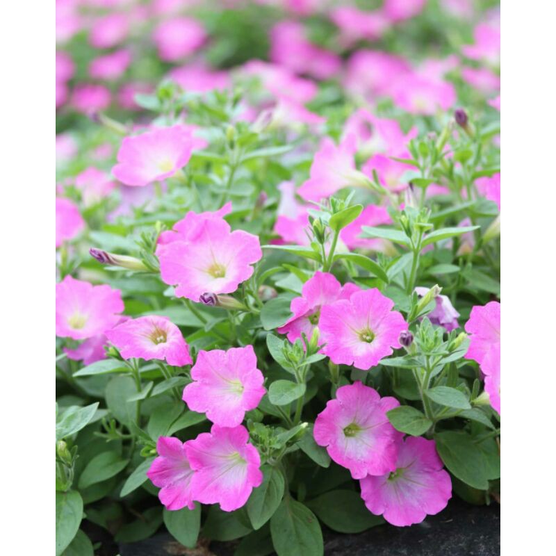 biji bunga petunia fresh pink