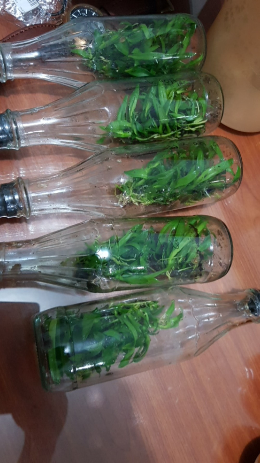 Promo Paket 5 Botol Dendro Mix