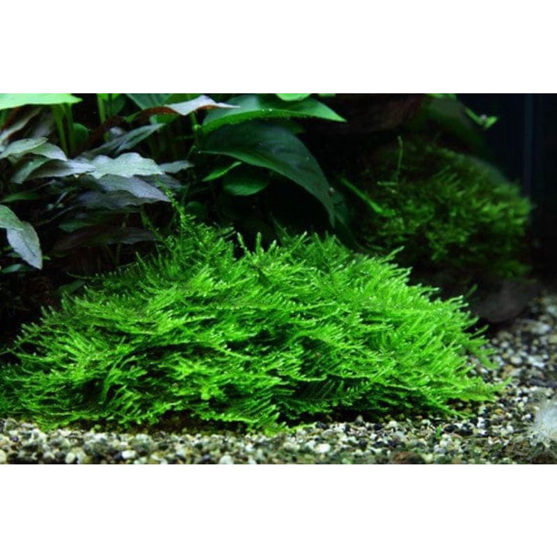 Spiky Moss | Moss Spiky tanaman aquascape