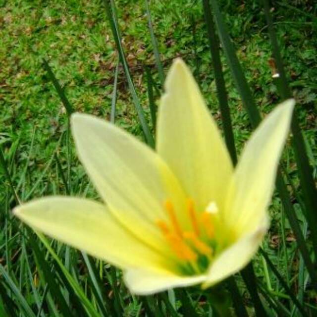 Lili hujan/bawang-bawangan kuning(Zepyranthes)