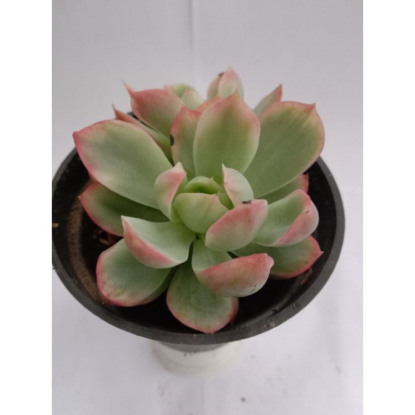 echeveria lemon rainbow
