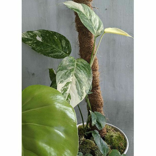 Epipremnum Pinnatum Albo Variegata