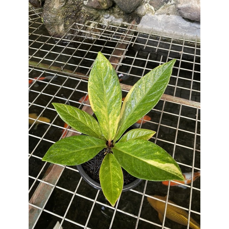 Jemani tornado varigata