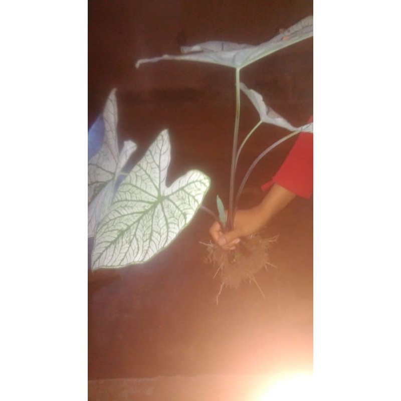 talas hias daun putih