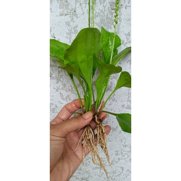 

Daun Ki urat daun sendok herbal