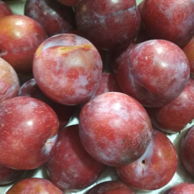 

Buah plum australia