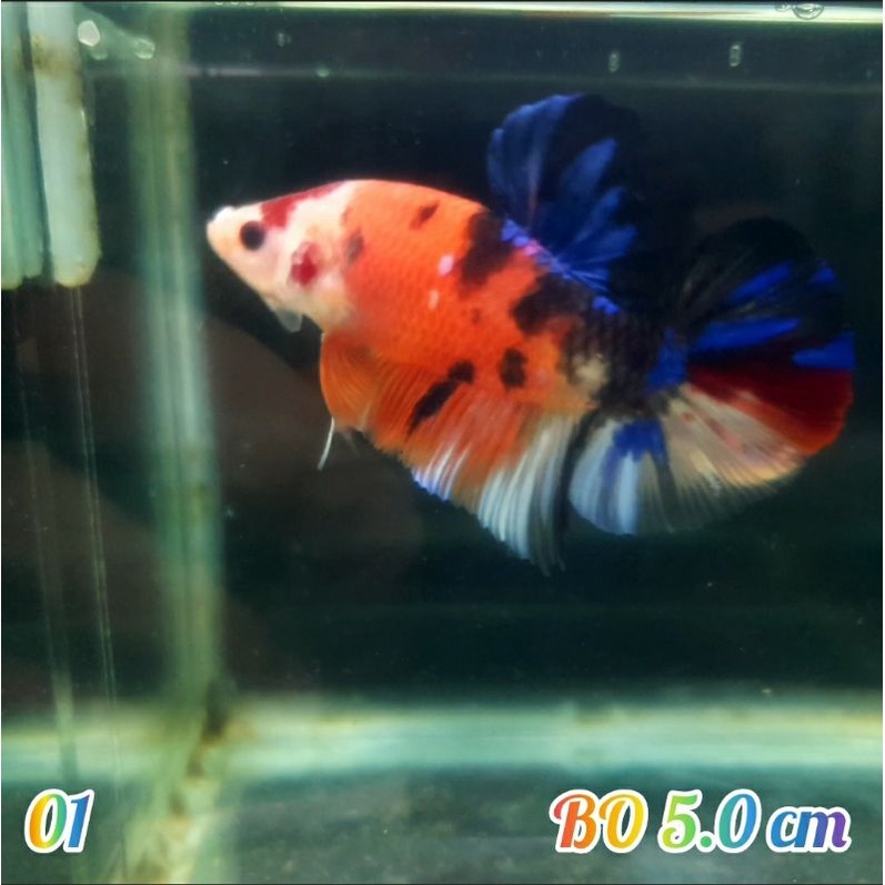 ikan cupang giant nemo multicolor Real picture
