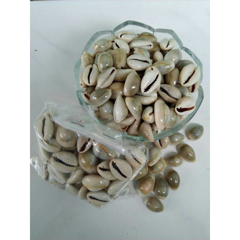 Biji Kerang kuwuk Asli isi 100pcs