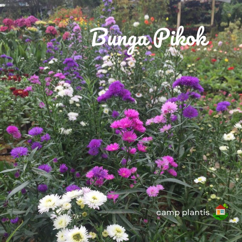 Tanaman hias bunga pikok - pikok polybag