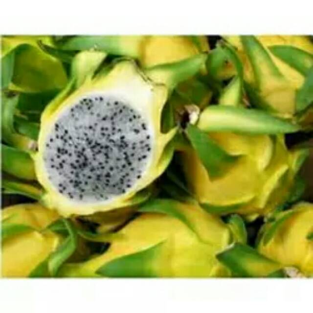 Bibit buah naga kuning