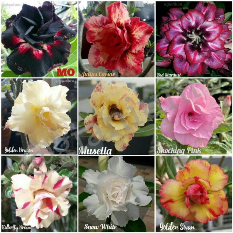 adenium tumpuk size B+