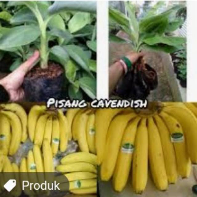 

Pisang cafendis