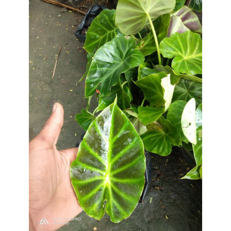 lokasia vivifara tanaman hias terlaris