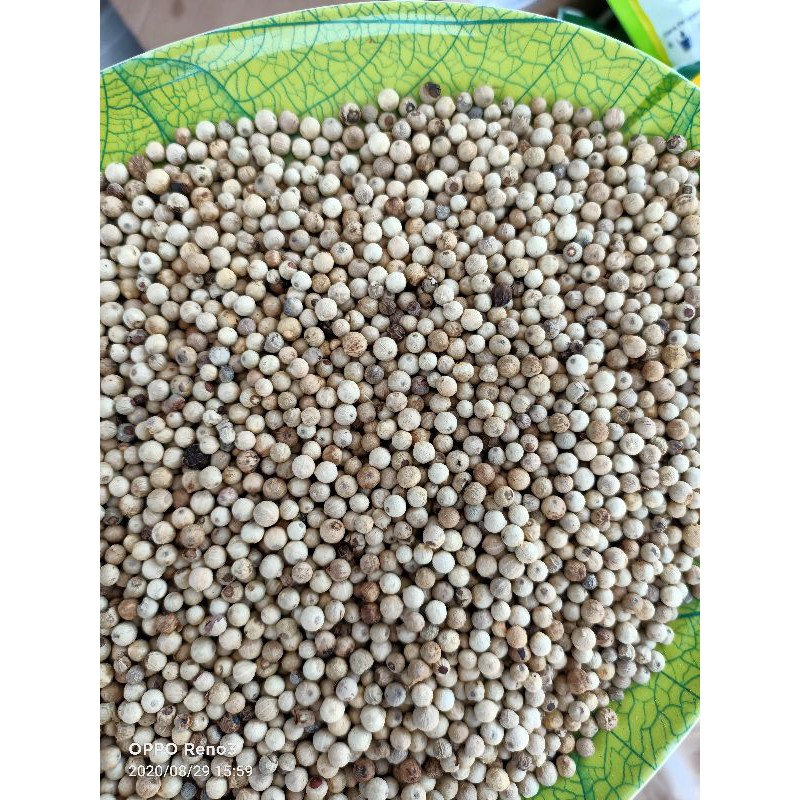 

LADA PUTIH BULAT 500 GRAM