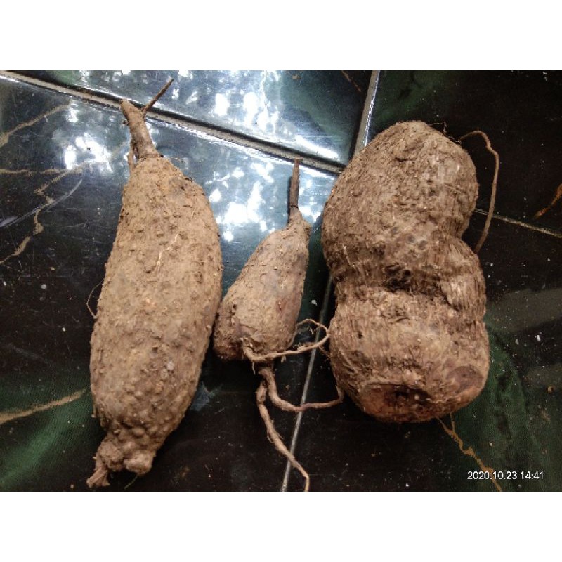 #stephania #venosa #caudex