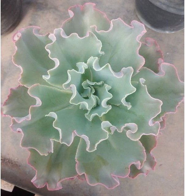 Echeveria Chantily jumbo