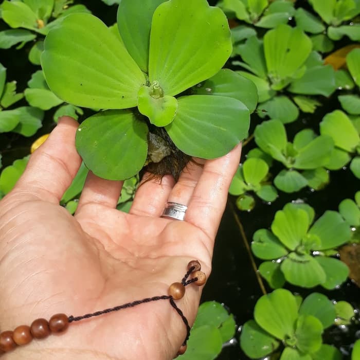 Tanaman hias apu apu air-tanaman air apu apu