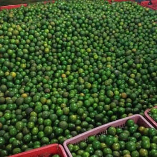 

Jeruk Peras 1000gr/1kg
