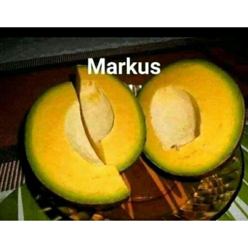 bibit alpukat markus siap tanam