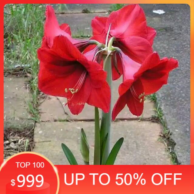 Tanaman bunga bakung amarilis bunga merah pohon bakung