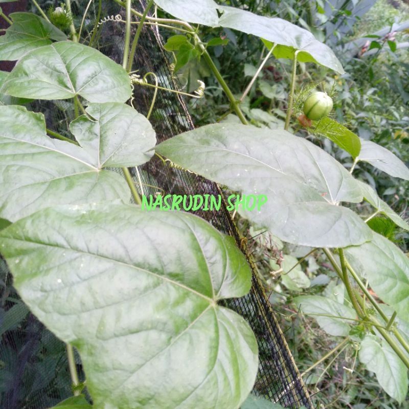 

[Fresh] DAUN RAMBUSA SEGAR BILARUNGAN HUTAN MARKISA MINI