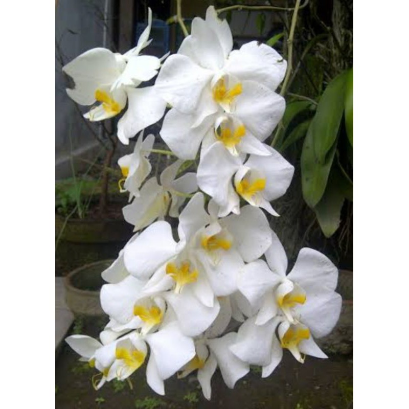 Anggrek Phalaenopsis Amabilis Sulawesi Sp
