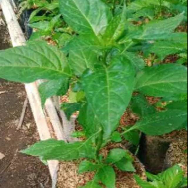 Tanaman Cabai domba
