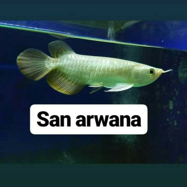 Ikan arwana golden red highback arwana golden HB Shopee 