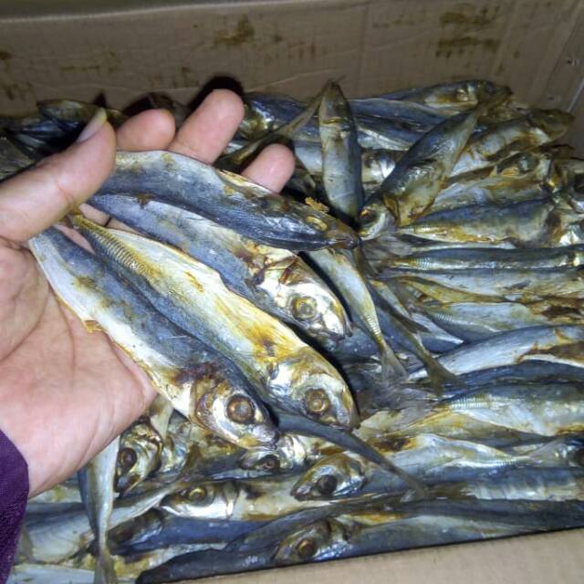 

ikan klotok tawar
