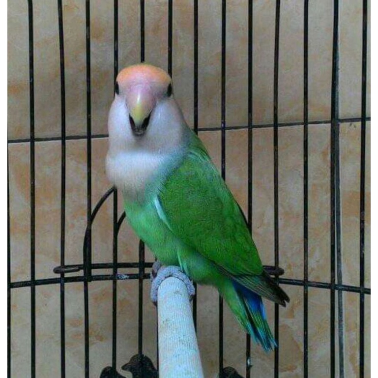 Burung Lovebird Nonklep Dewasa